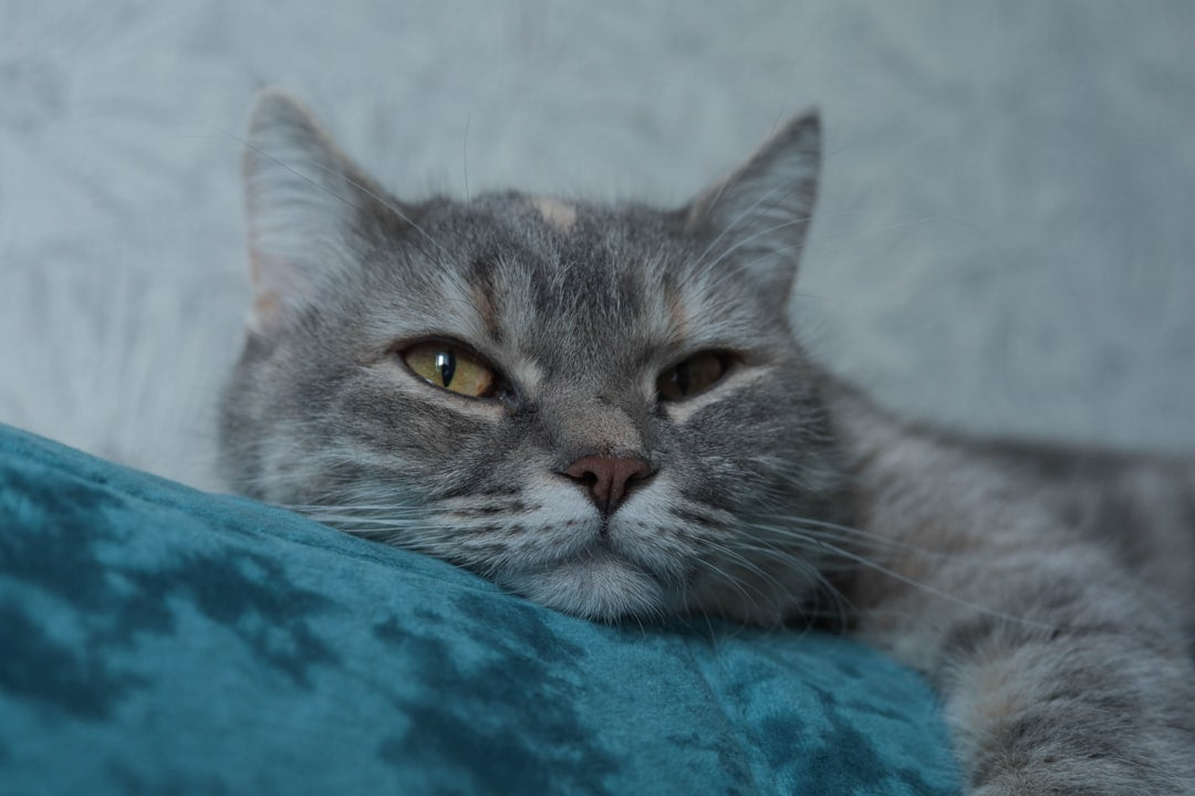 Tekir Kedi Özellikleri ve Davranışları Üzerine Bilimsel Bakış