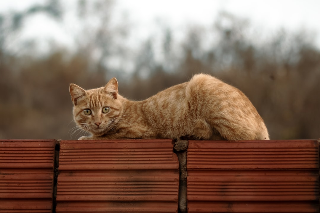 Bilimsel Temelli En Popüler Dişi Kedi İsimleri 2024 Rehberi