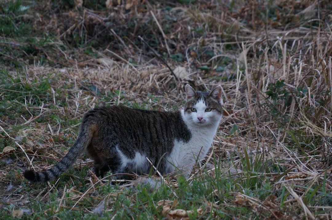 Consecințele biomecanice când am călcat o pisică