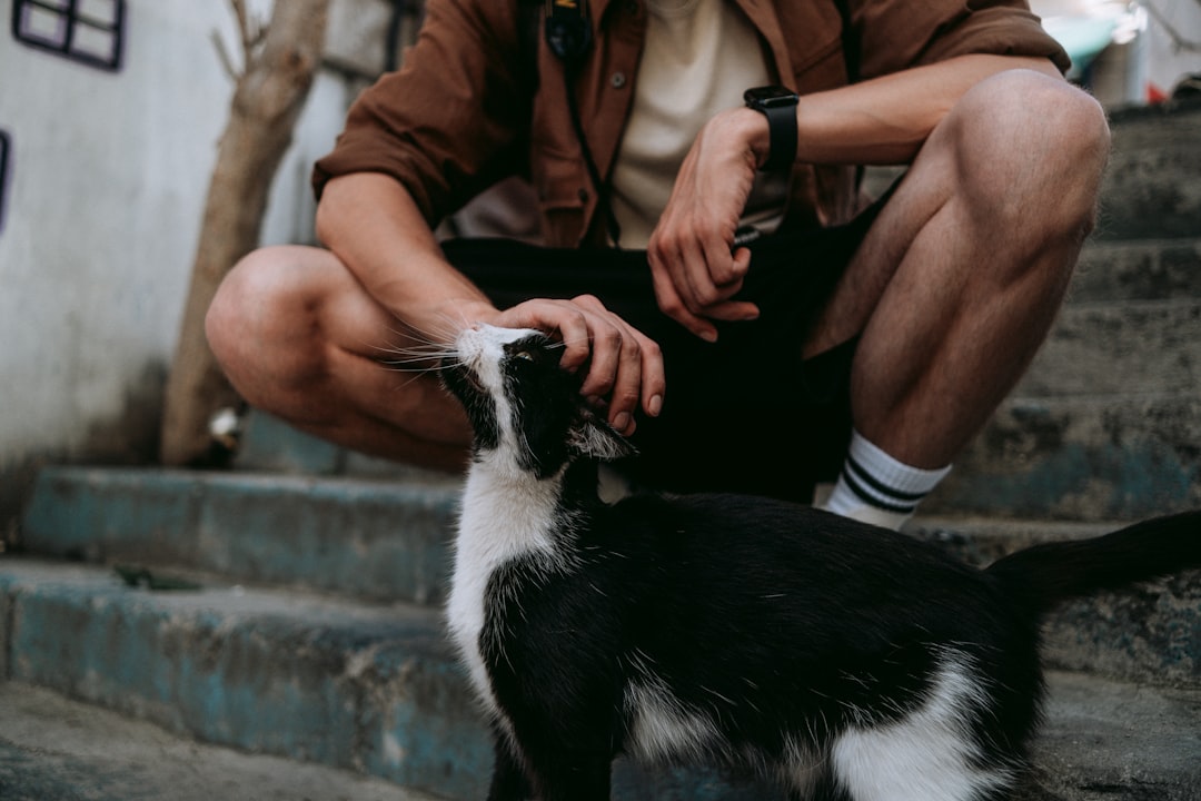 Ako dlho je mačka tehotná Vedecký pohľad na graviditu mačiek