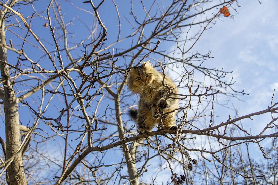 Áhrif geldingar á hegðun herts kattar samkvæmt rannsóknum