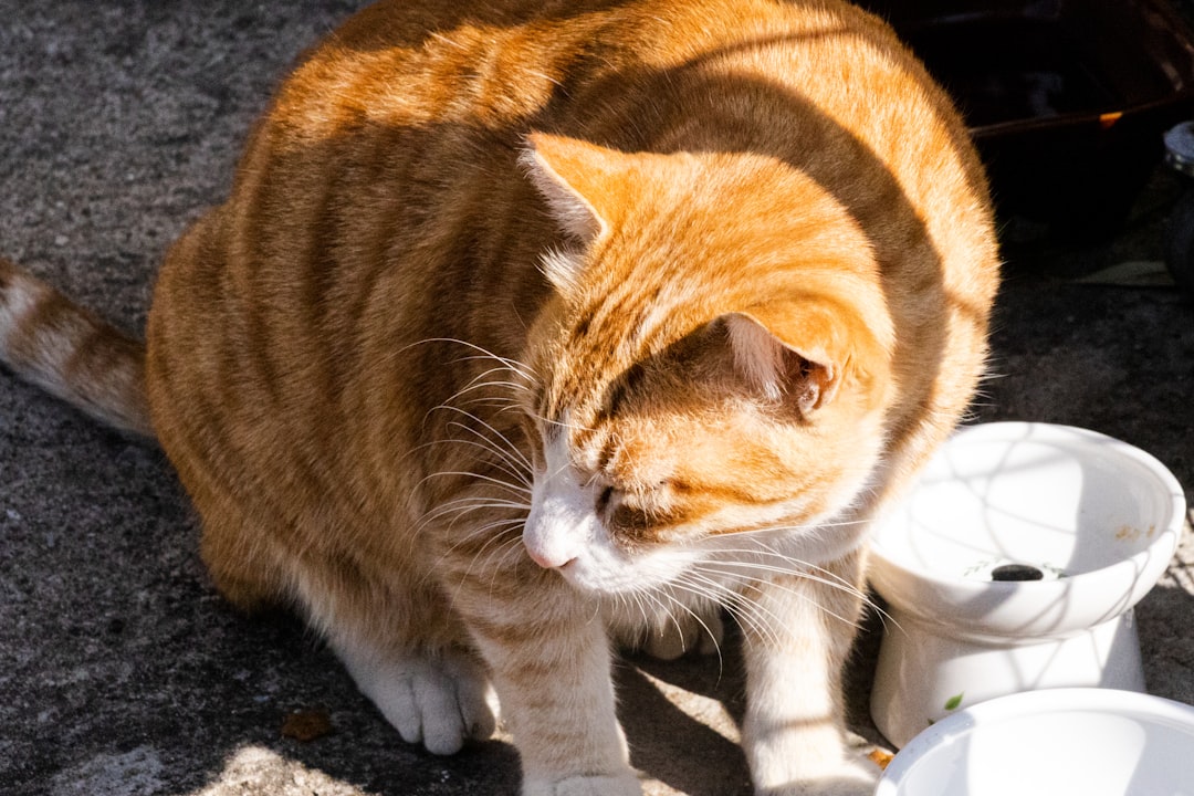 Wann ist eine Katze ausgewachsen Wissenschaftlich erklärt