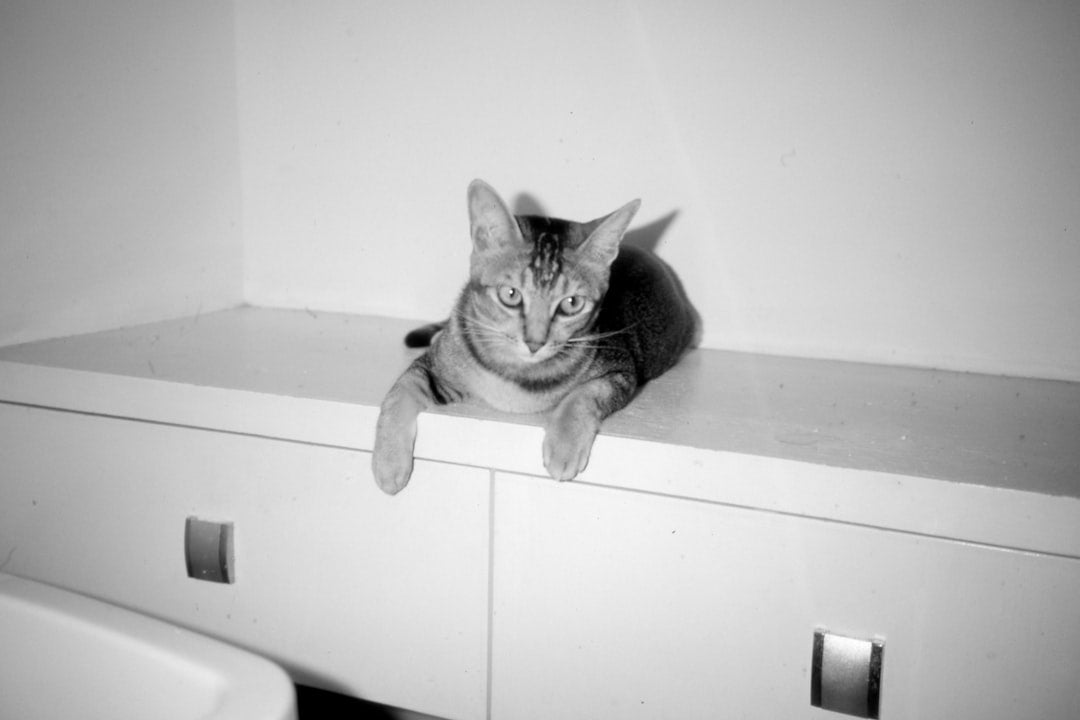 Ako poznať zápchu mačka Príznaky a vedecké vysvetlenie