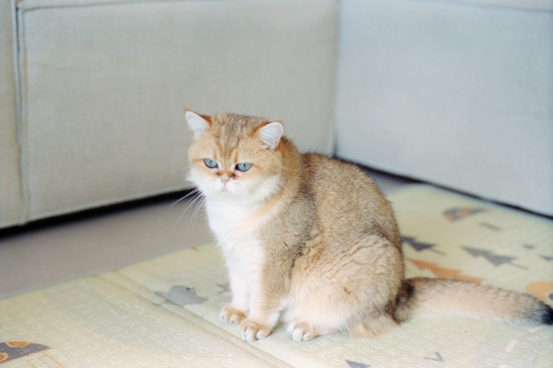 Vad heter Bamses katt En vetenskaplig genomgång av svaret