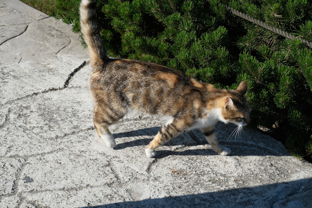 Hvornår er en kat fuldvoksen ifølge videnskaben