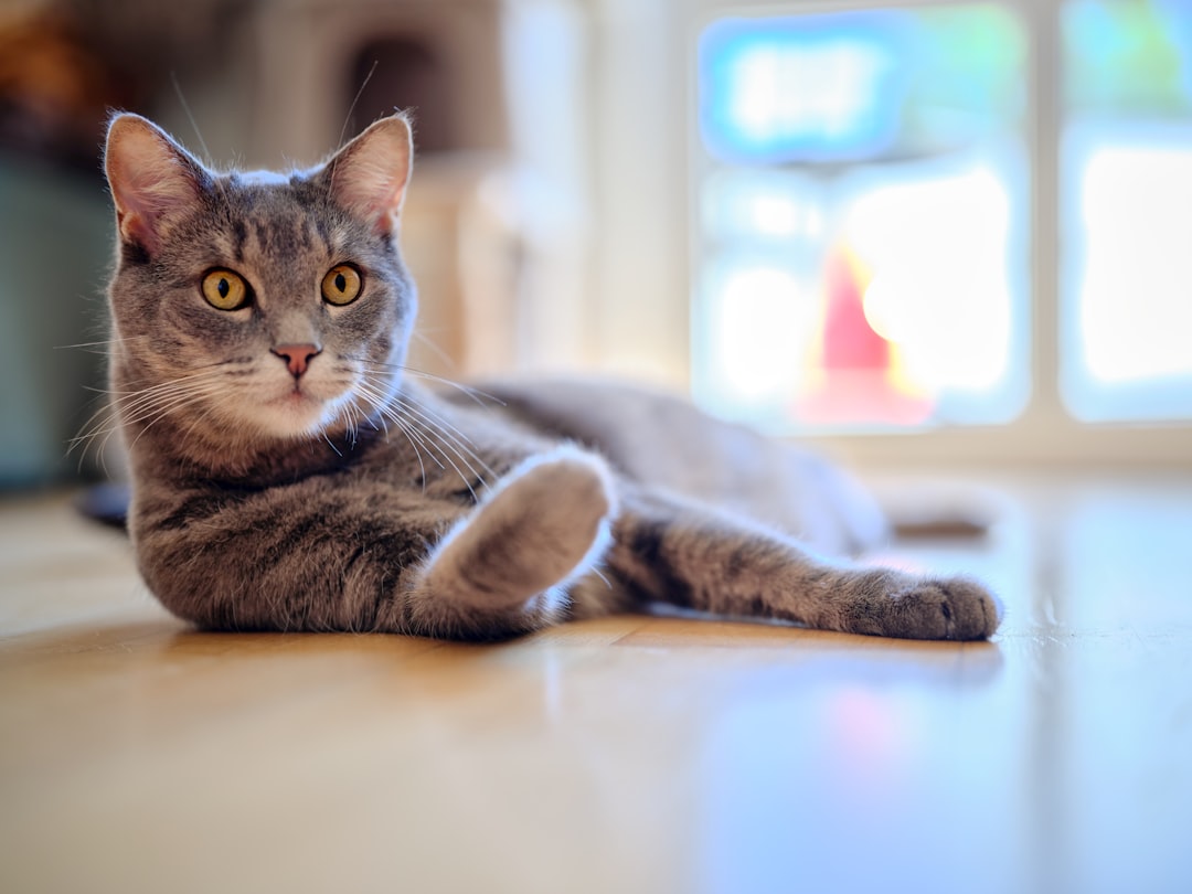 Hur mycket blötmat ska en katt äta enligt vetenskapen