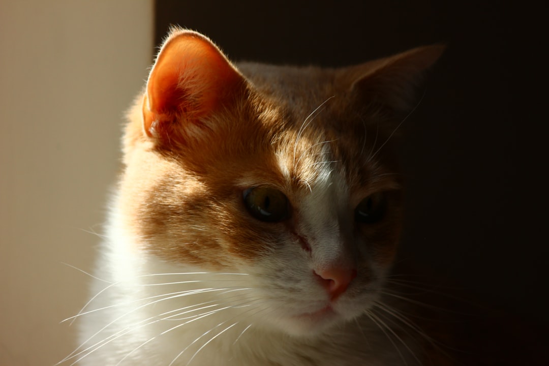 قط سكوتش: سحر الكائنات ذات الأذنين المطوية