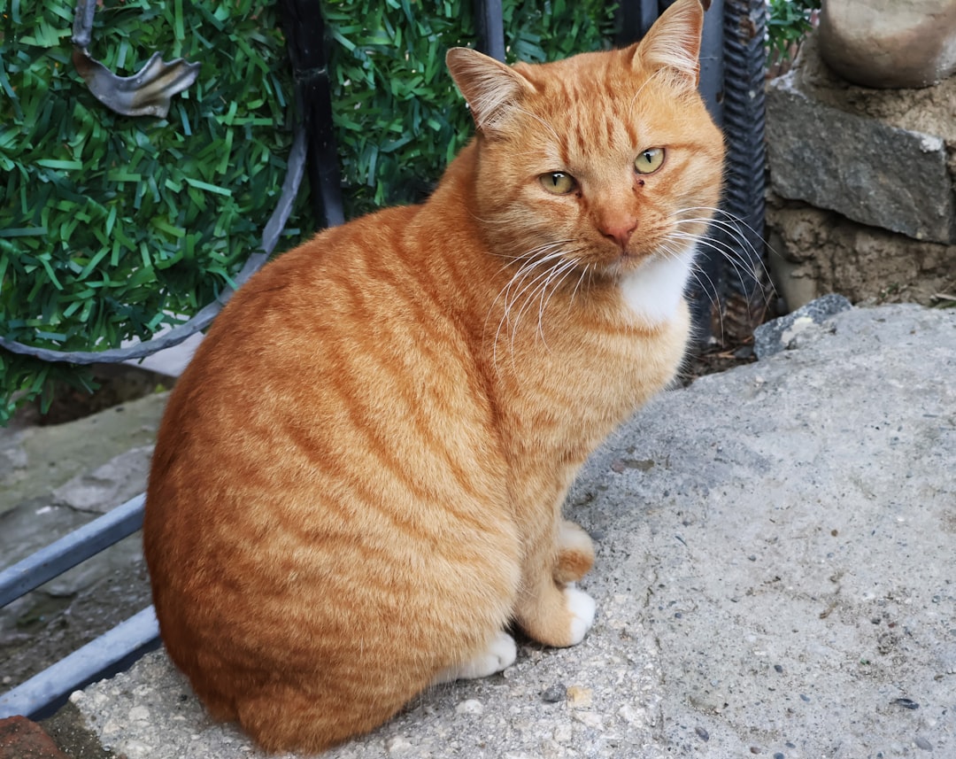 Can Cats Have Honey Discover the Science Behind It