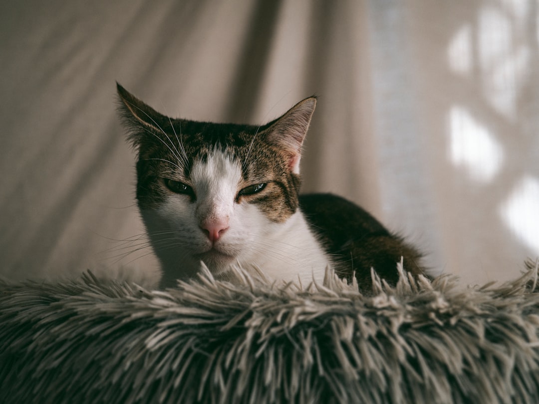 De neurobiologie van de kater Groningen onderzocht