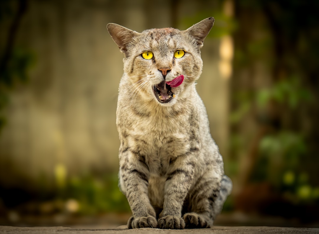 Hvor lang tid er katte gravide Få den videnskabelige forklaring