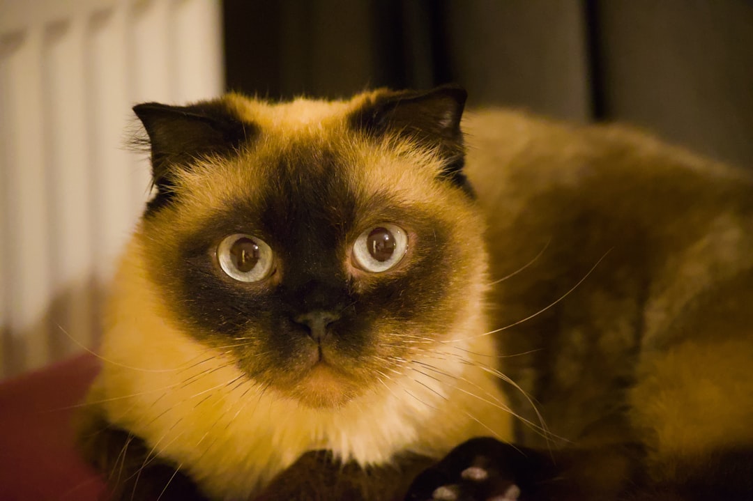 Gatos que no dan alergia según estudios científicos recientes