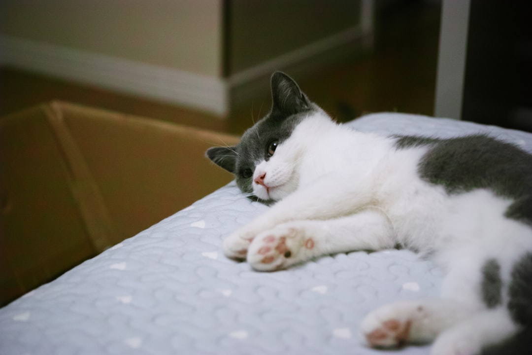 Welche Katze passt zu mir Wissenschaftlich fundierte Entscheidungshilfe