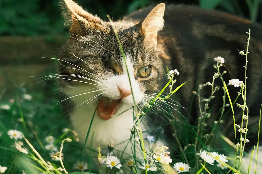 Chat tigré mange de l’herbe, explorant si les chats peuvent manger des raisins.
