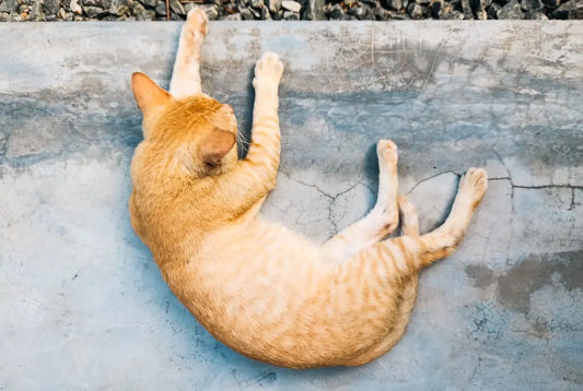 Chat tigré orange s’étirant, symbole de rêve, quand tu rêves de chats.
