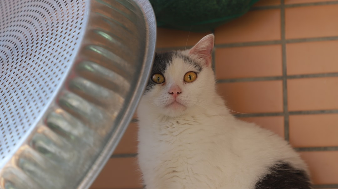Når kan katter gå ut En vitenskapelig tilnærming