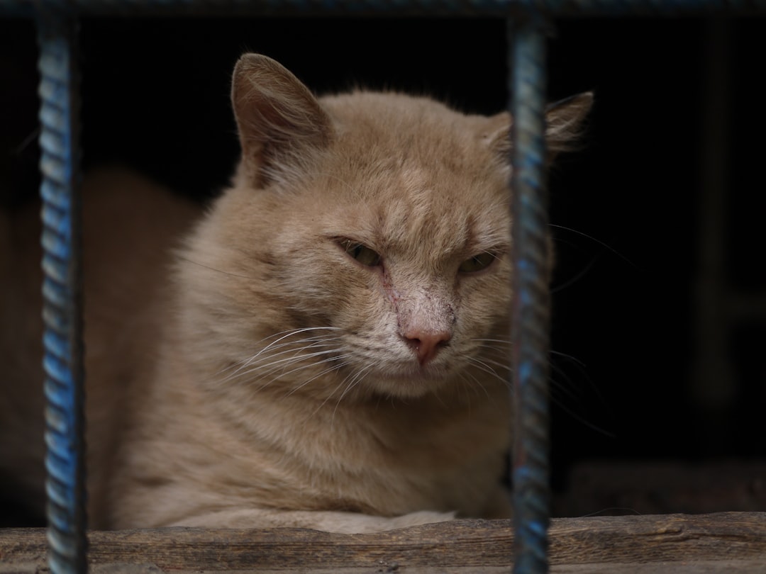 Scientific Solutions on How to Keep Cats Off Counters
