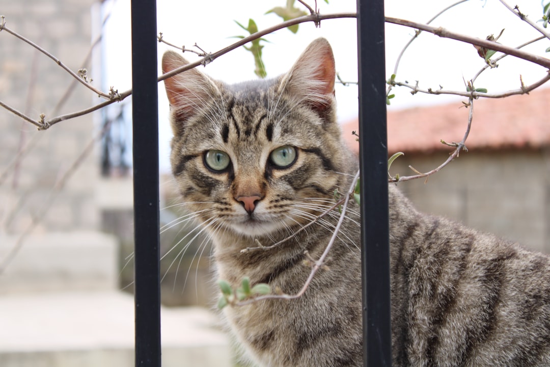 Is Lavender Safe for Cats? Discover the Scientific Truth