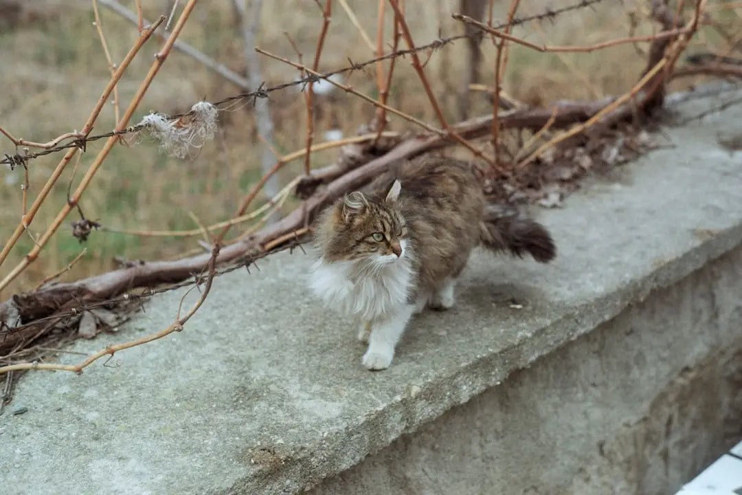 Fluffy tabby cat with white paws, symbole de la période de dräktighet de la chatte.