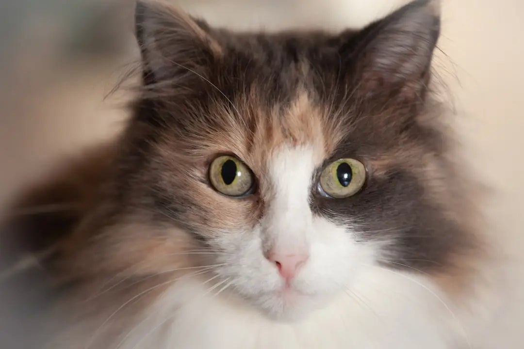 Visage de chat calico moelleux, illustrant la longévité des chats indendørs katte.