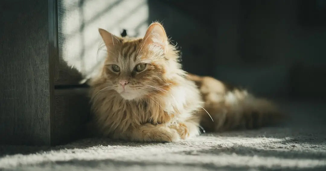 Chat ginger fluffy illustrant les capacités de imitation des chats.