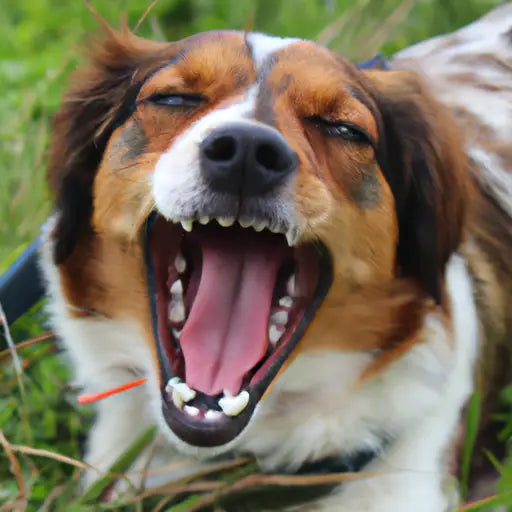 Chien avec la bouche ouverte et la langue dehors, tremblements canins, causes et solutions.