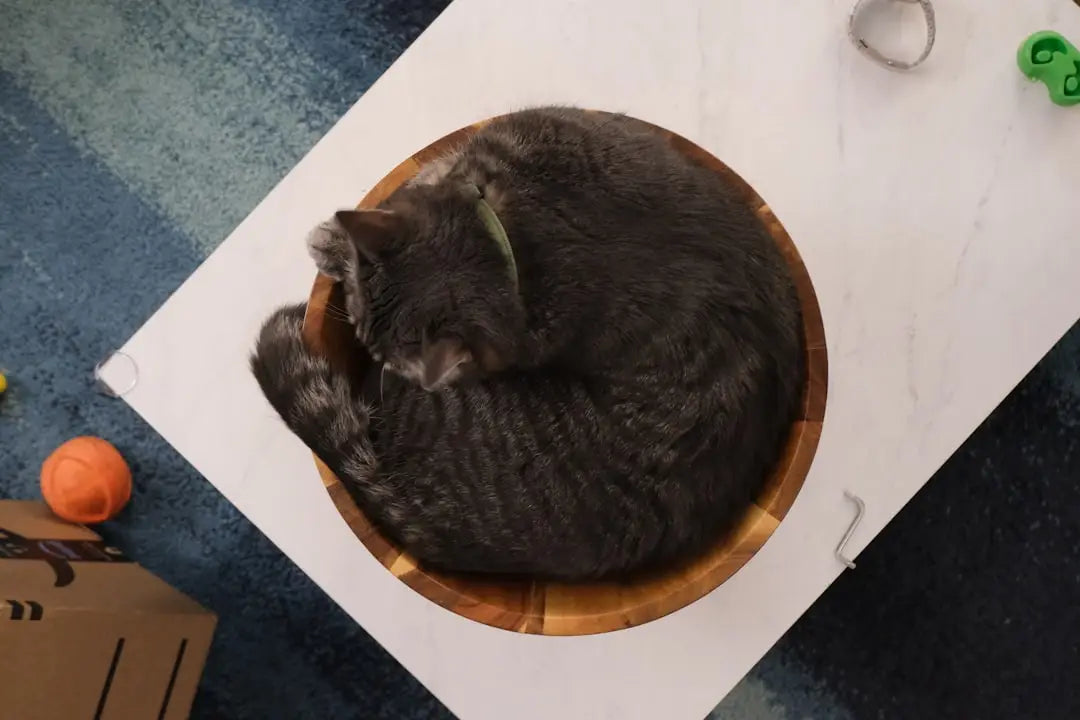 Chat tigré gris enroulé dans un bol en bois, explorant pourquoi les chats lissent.