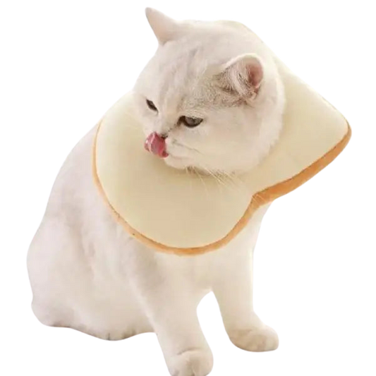 Chapeau pour Chat Cosplay Toast Transparent Background