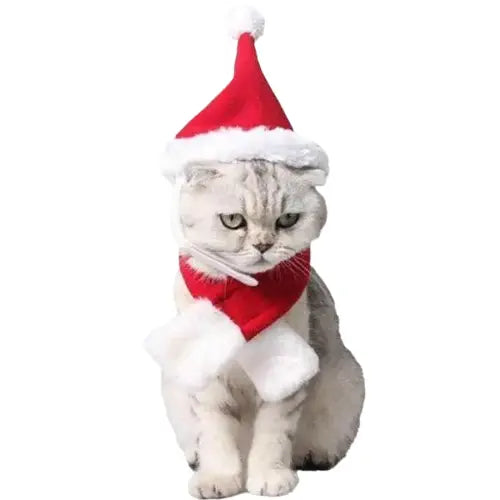 Bonnet pour Chat Mère Noël Transparent Background