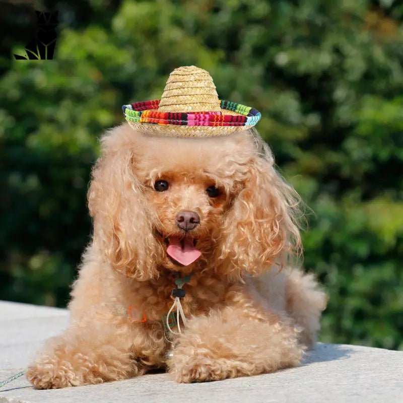 Chapeau pour Chien Sombrero Mexicain