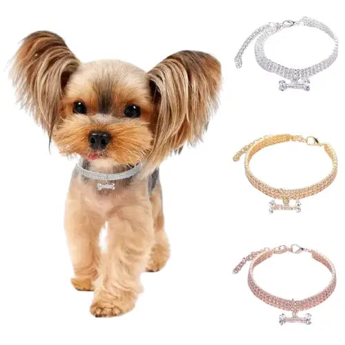 Chien élégant avec orné Collier pour chien en diamant, avec pendentif en forme d’os sur une chaîne de collier brillante Transparent Background