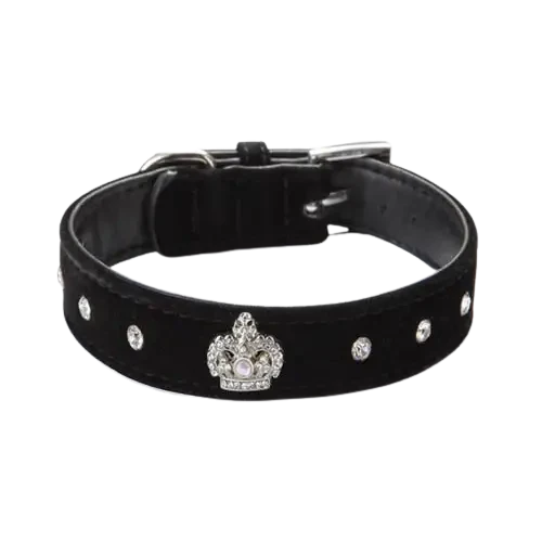 Collier pour Jack Russel Transparent Background