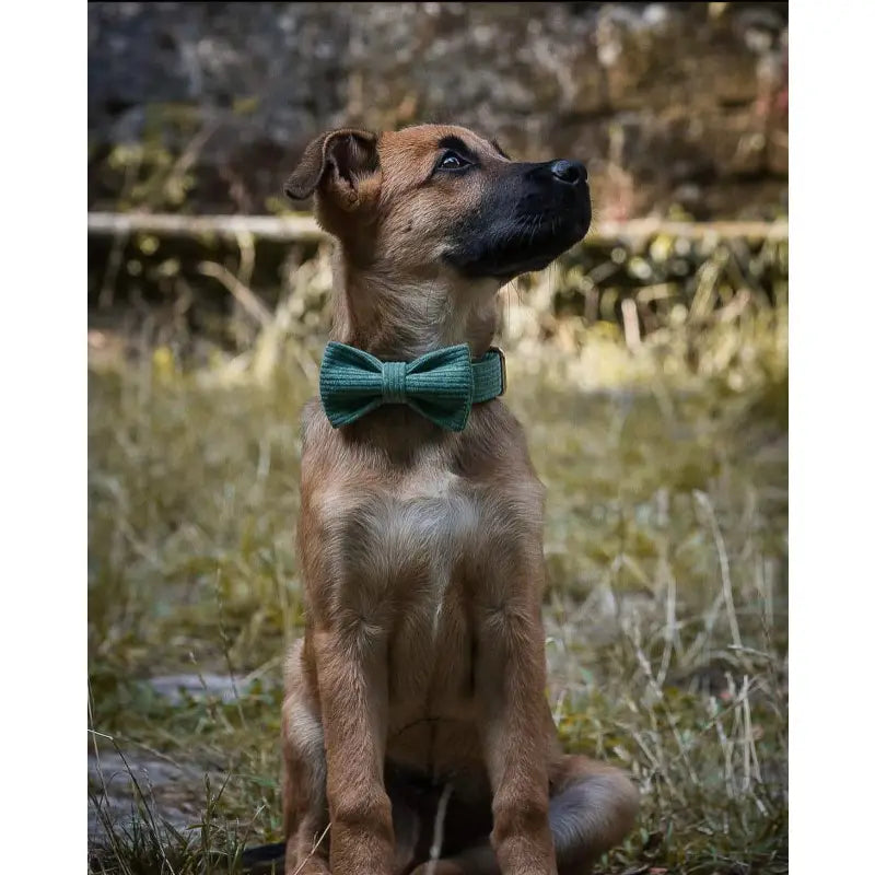 Kit Complet Chien Personnalisé Velours Côtelé Vert