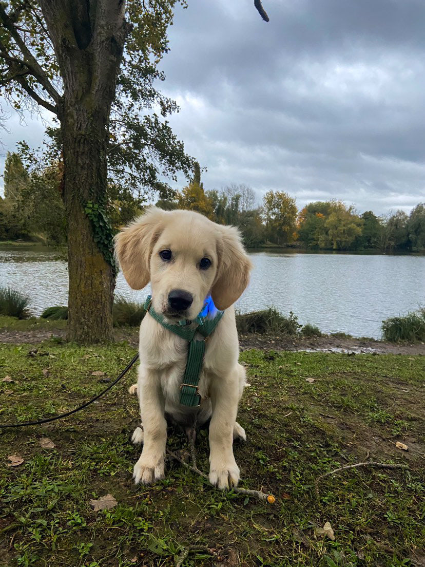 Kit Complet Chien Personnalisé Velours Côtelé Vert