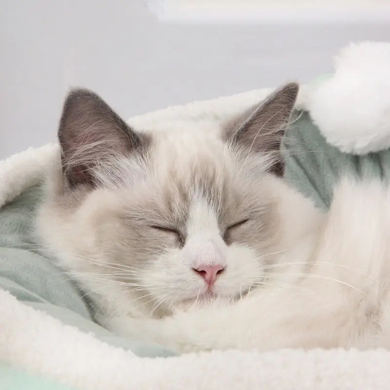 Espace douillet pour chats - Chat dormant dans une couverture avec un chapeau blanc
