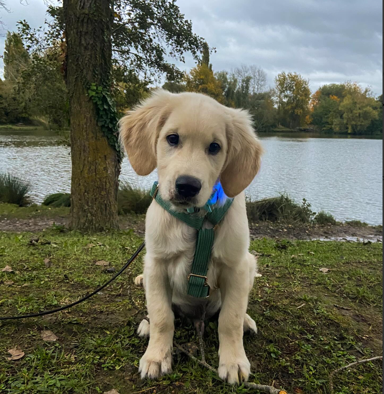 Harnais Chien Personnalisé Velours Côtelé Vert