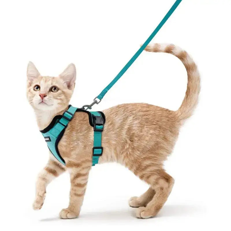 Harnais Pour Chaton Petzeal: Belles Promenades En Petite Taille