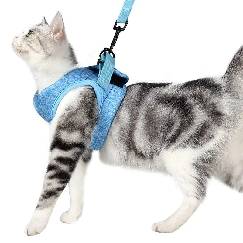 Harnais pour Chaton de 2 mois