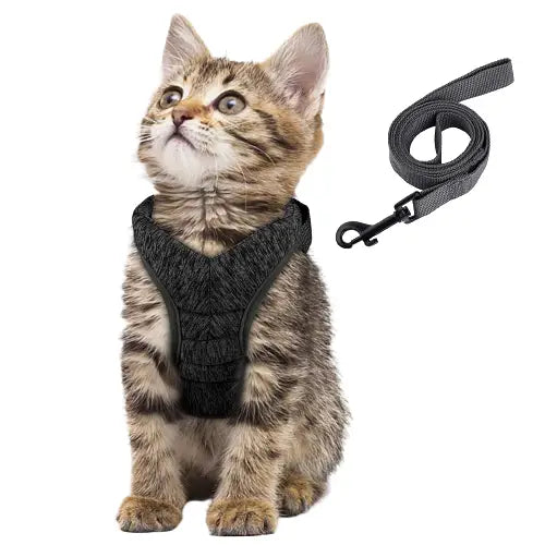 Harnais pour Chaton de 2 mois