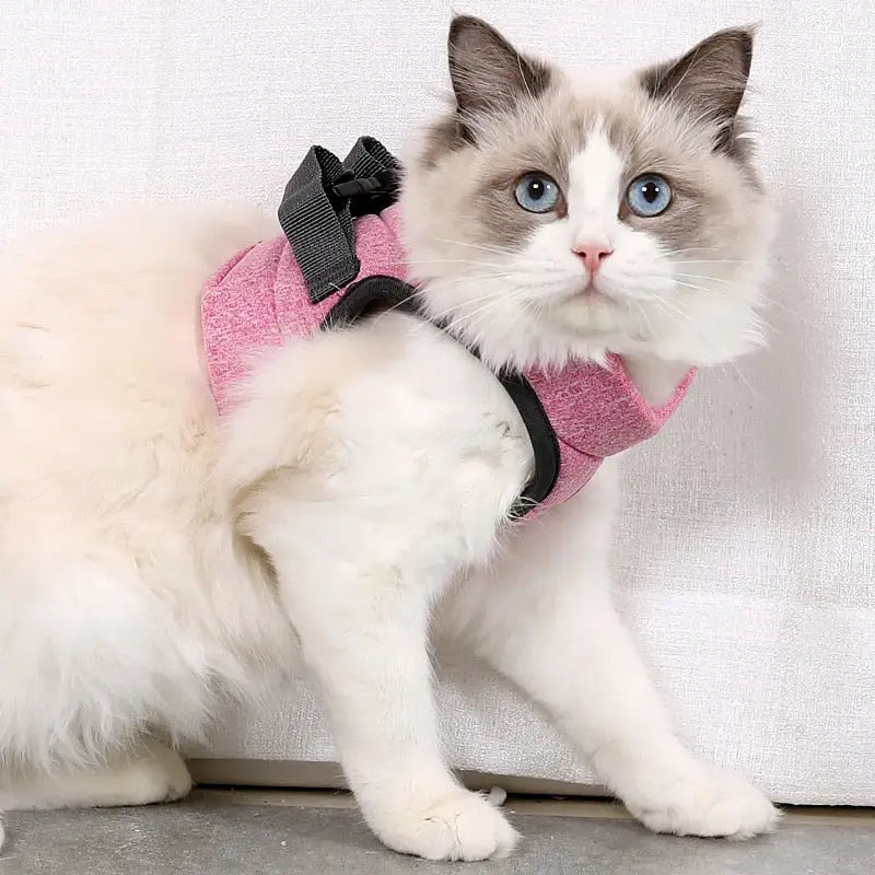 Harnais pour Chaton de 2 mois