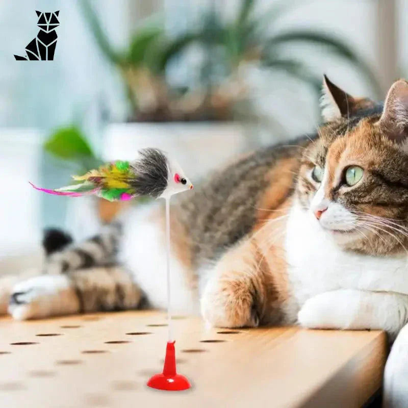 Petit chat couché sur une table avec un jouet interactif en cloche isolée et une petite clochette