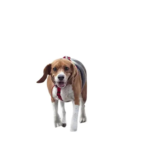 Parapluie pour Chien: La Révolution des Promenades Transparent Background